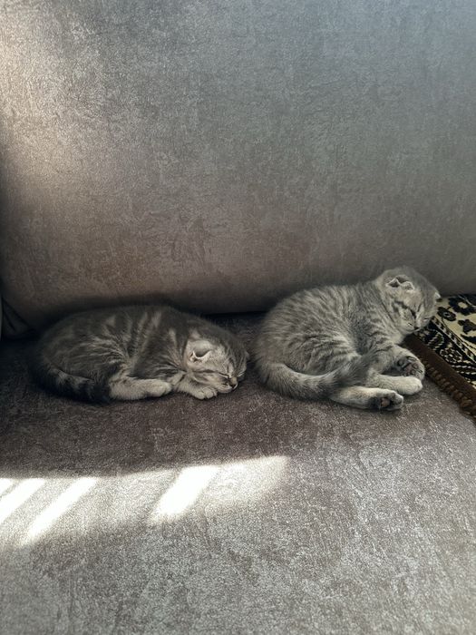 Шотландские вислоухие котята