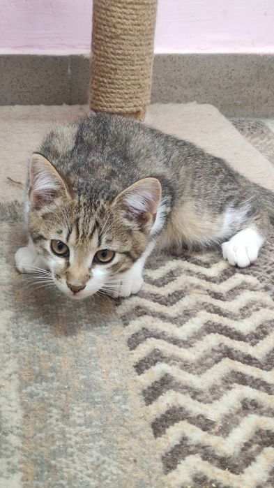 Котята 3 мес в ответственные руки