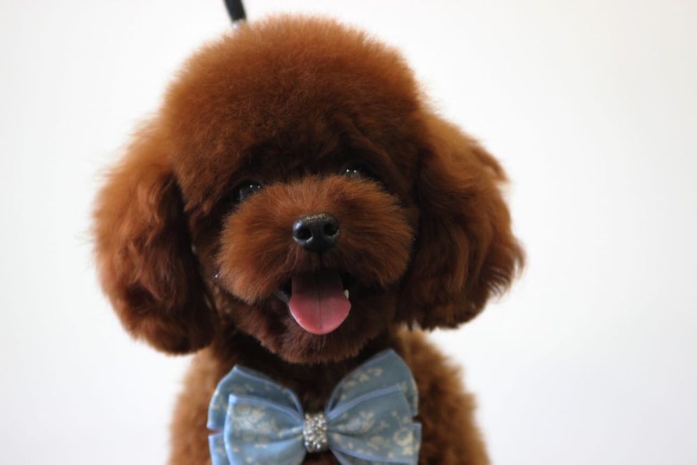 Той пудель, вязка, КСУ- FCI