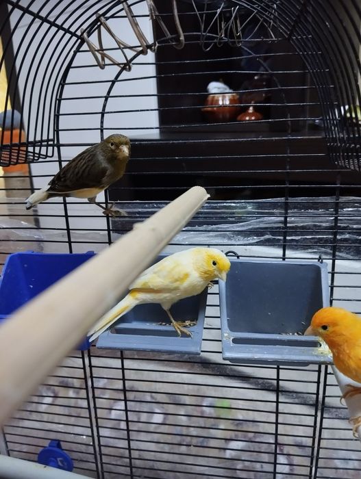 Канарейки молоденькие