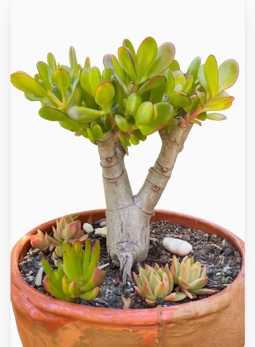Suculenta jade tipo bonsai