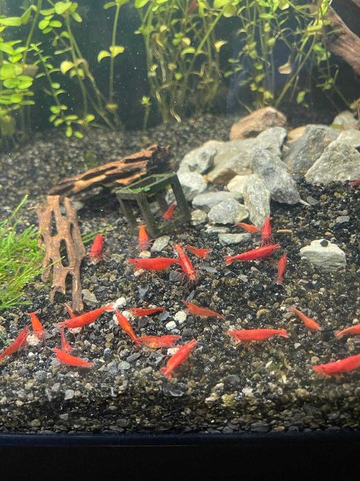 Camarões Neocaridina Red Fire