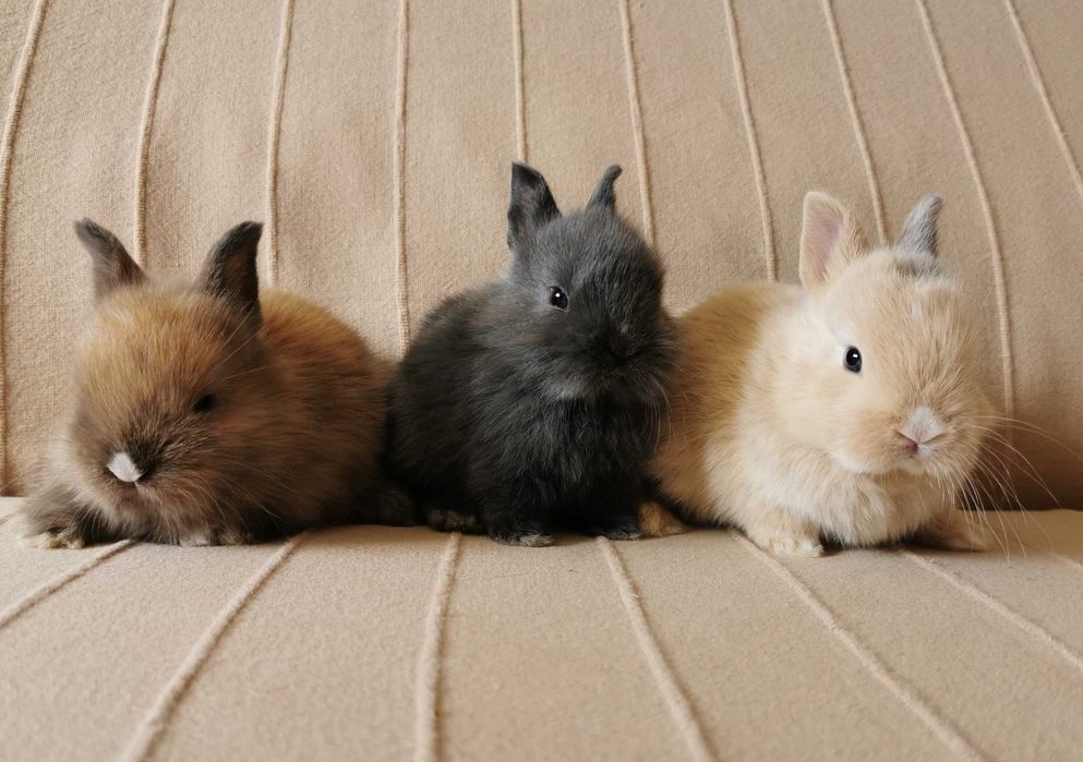 KIT Coelhos anões teddy e mini holandês muito fofos
