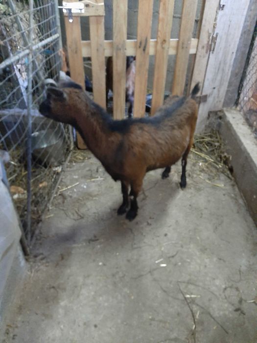 Cabras anas vendo!!!