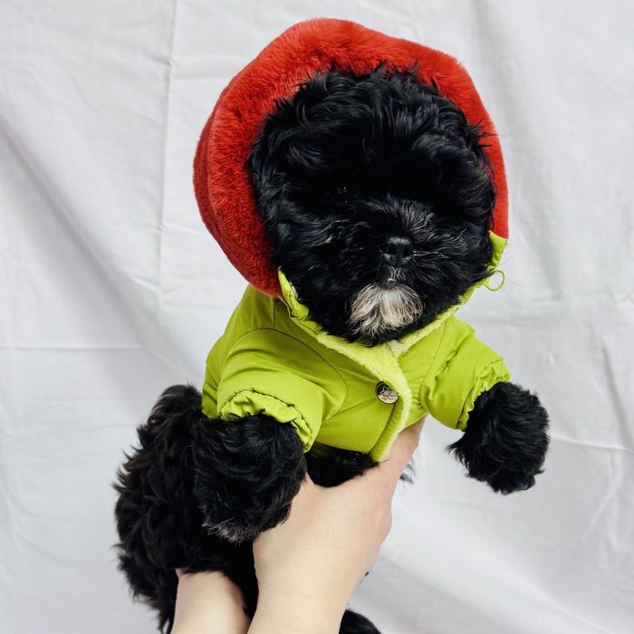 Shih-Poo статусний малюк