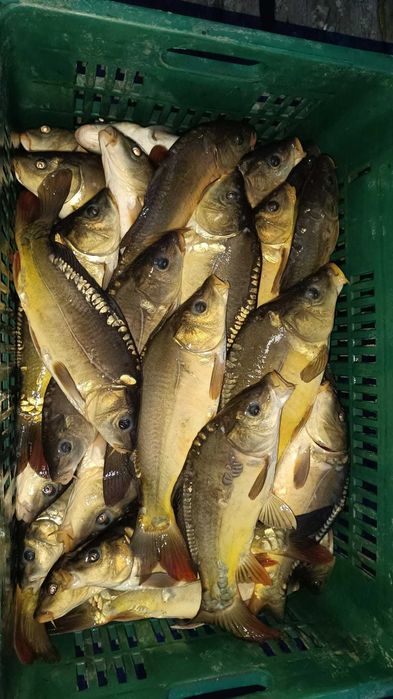 Kroczek i narybek karpia amura i tołpygi