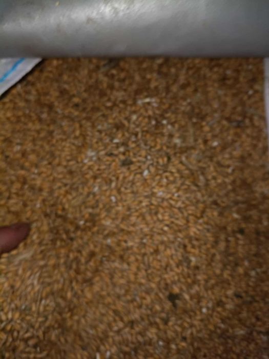 PSZENŻYTO sprzedam polecam