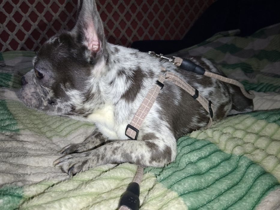 Французький бульдог дівчинка