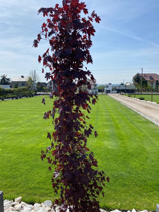 Drzewa ozdobne - duży wybór, zdrowe i zadbane