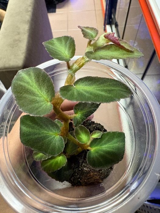 Plantas para terrarios