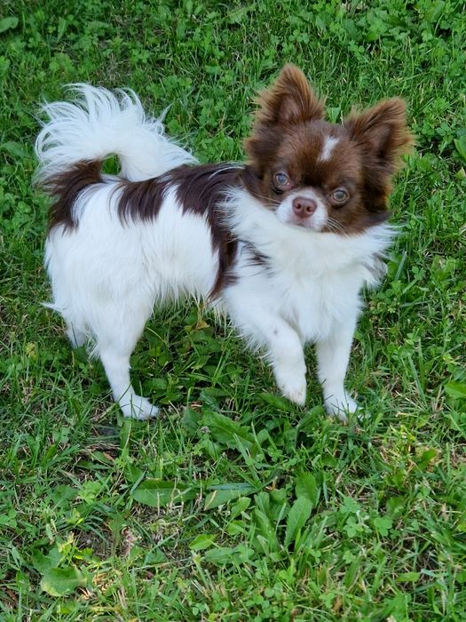 Chihuahua długowłosy biało- czekoladowy.