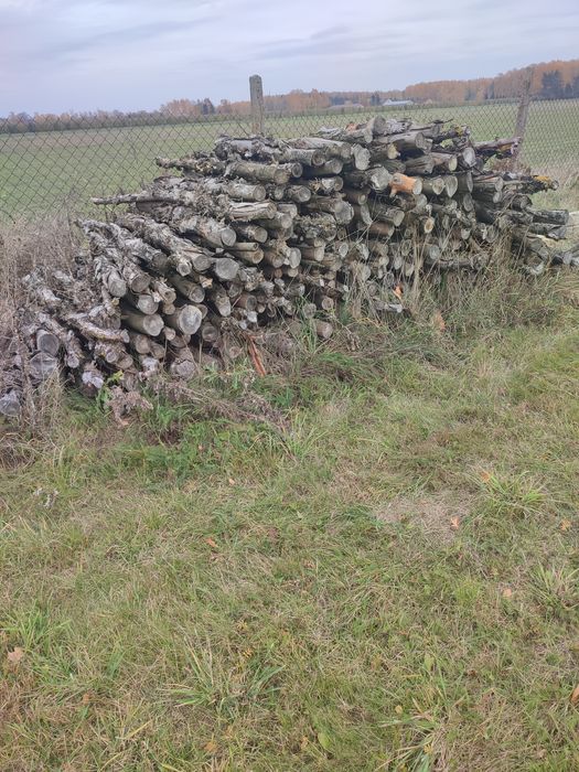 Drewno opałowe jabłoń, sezonowane 4 lata