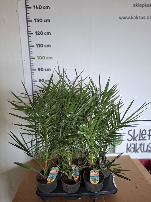 Phoenix canariensis Daktylowiec Kanaryjski Palma WYSYŁKA