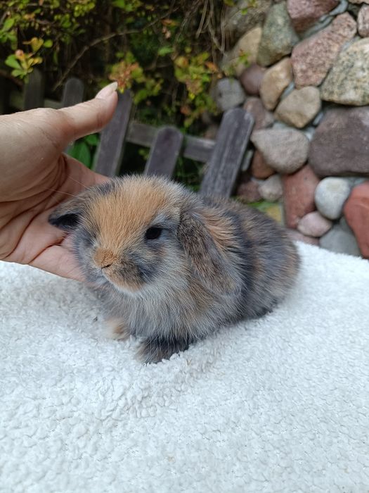 Mini Lop Radom Happy Teddy