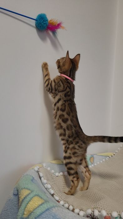 Kot bengalski  bangal