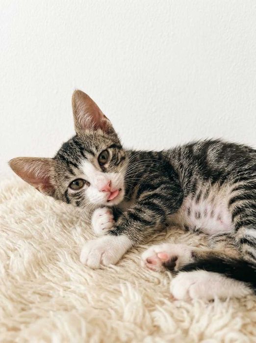 Setúbal e arredores / Margem Sul — ROBIN, gatinho para adoção