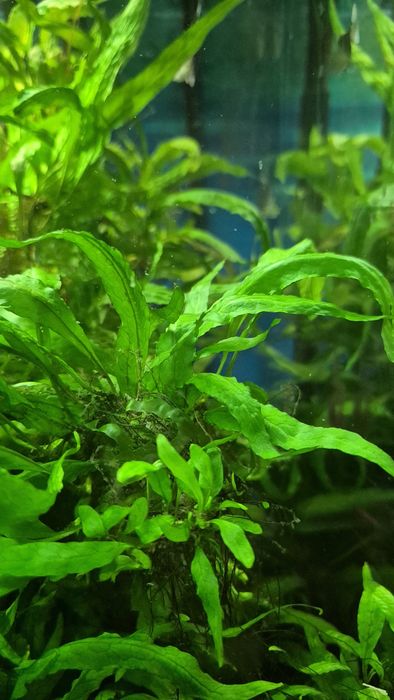 Microsorium mini