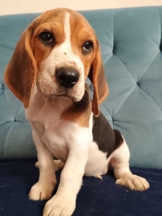 Beagle szczeniak, suczka, piesek