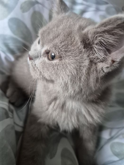 Kocurek Brytyjczyk  Liliowy.