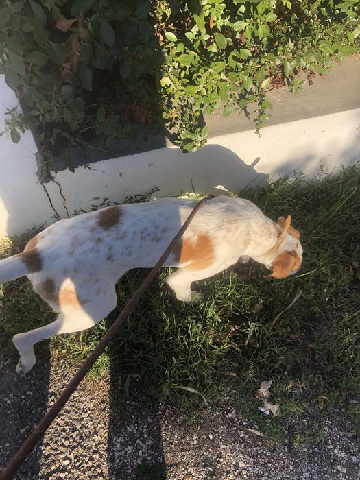 Cão pondego para adoção