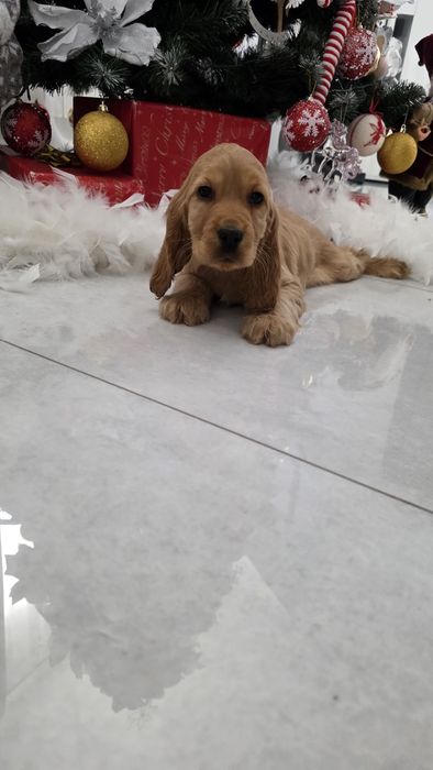 Cocker Spaniel dziewczynka