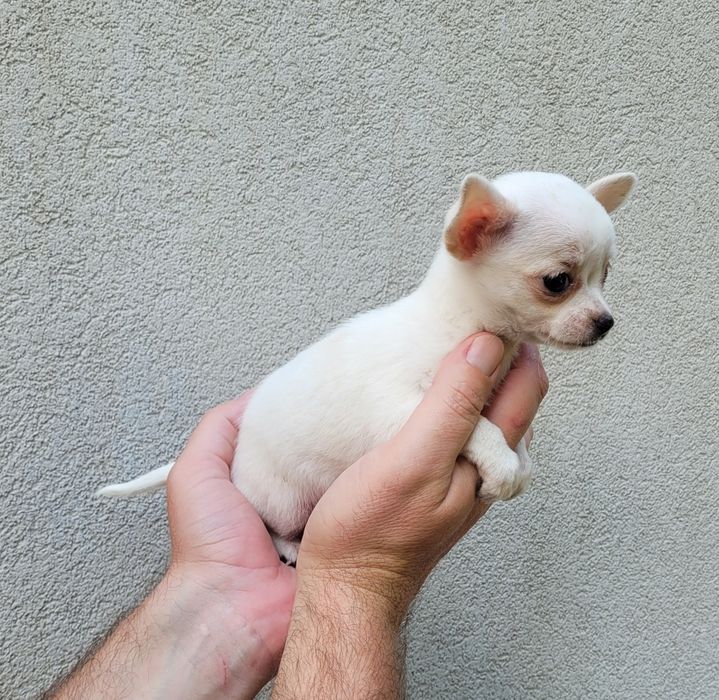 Chihuahua bebé femea