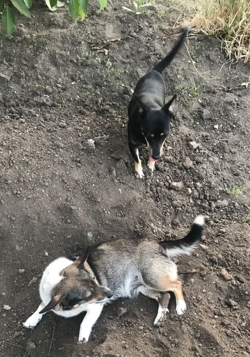 Отдам в заботливые руки