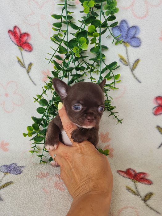 Excecional mini Chihuahua/Chiuaua.LinhagemRussa,Qualidade
