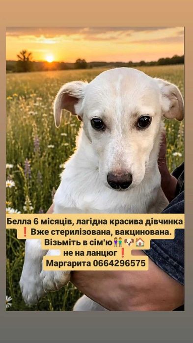 Цуценята в добрі сім'ї
