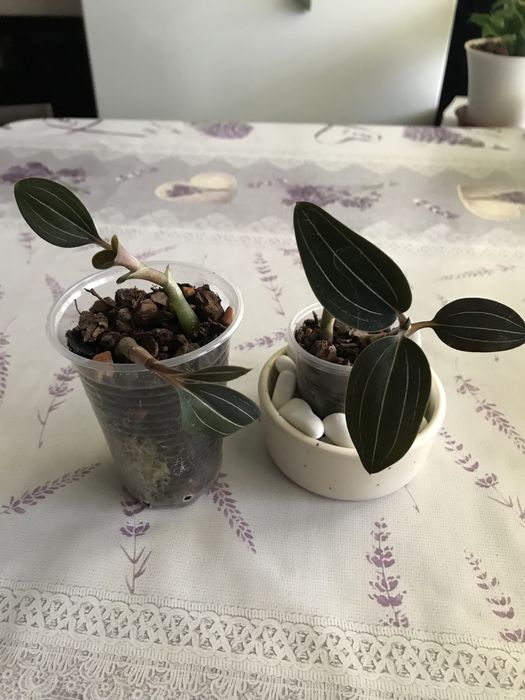 Орхідея лудізія дітки