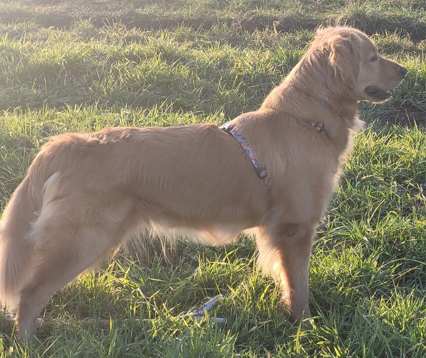 Szczeniak Golden retriever
