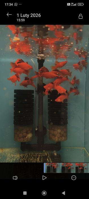 Red cauliflower samce