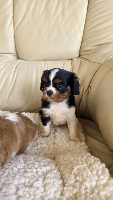 King Charles Cavalier Tricolor Macho