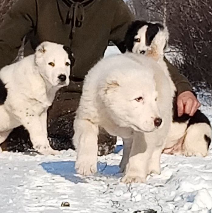 Щенки среднеазиатской овчарки, алабай-крупный мальчик.