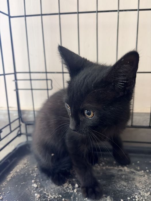 Gato bébé preto grátis