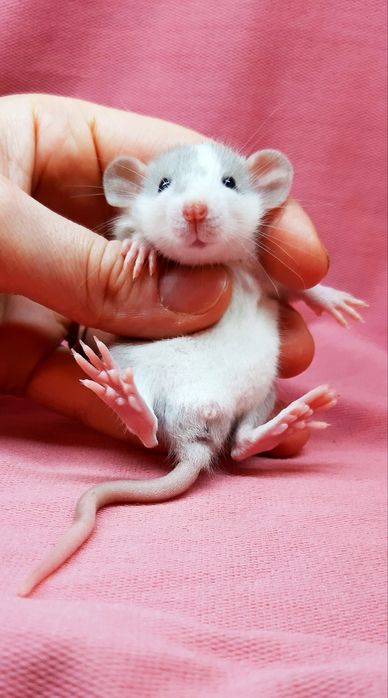 Крыски дамбо,крысы декоративные,крысята