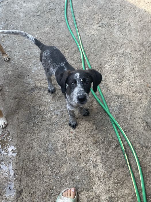 Щенок дратхаара бесплатно