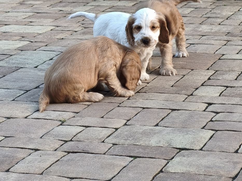 Cocker Spaniel Angielski