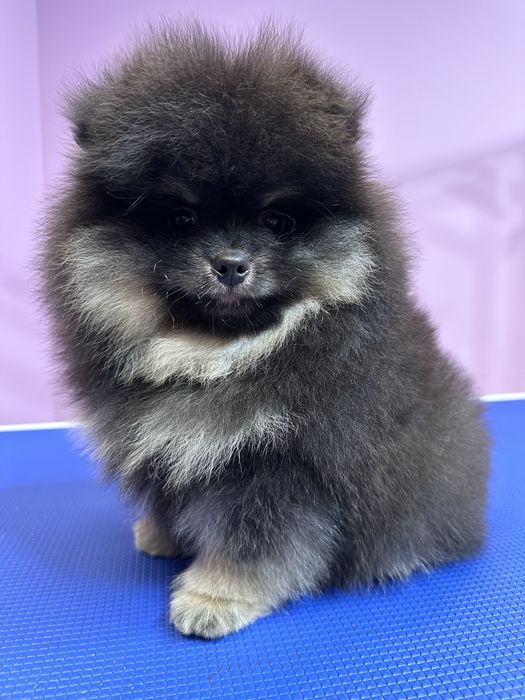 Szpic miniaturowy PETARDA !!!