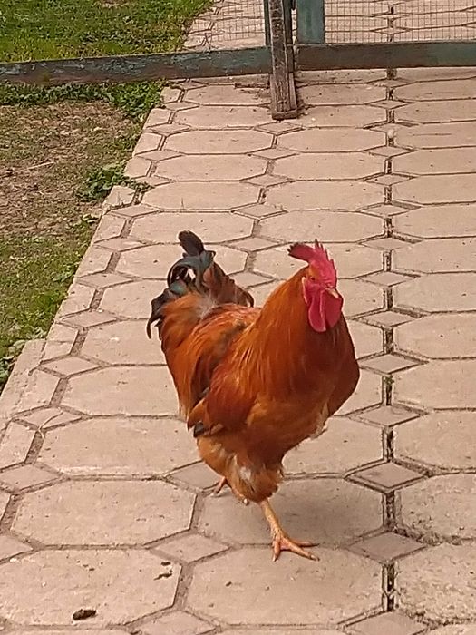 Продам півня, когута.