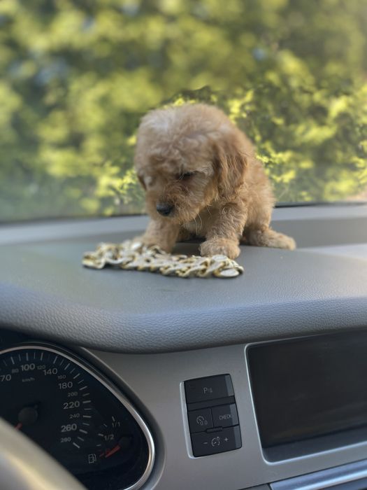 Мальтіпу Ф2