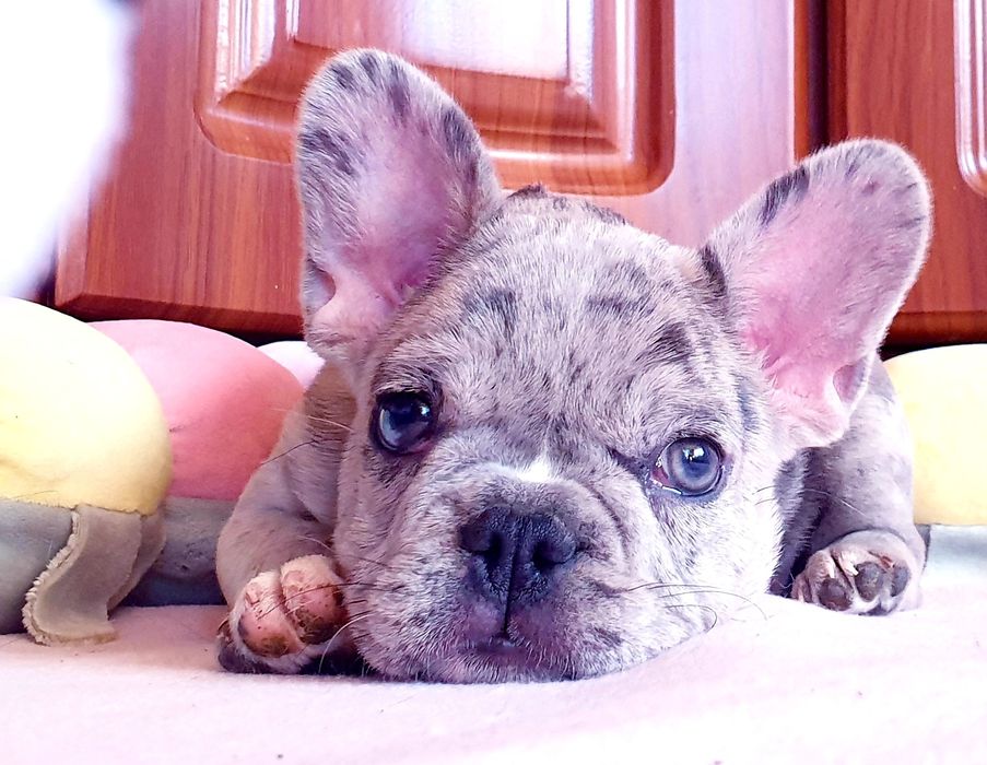 Urocza sunia buldog francuski