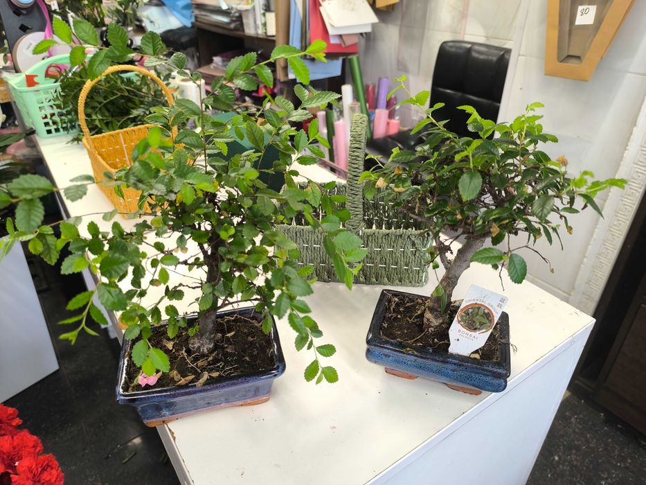 Бонсай Зельква (Zelkova) в керамике — Живое искусство у Вас дома!