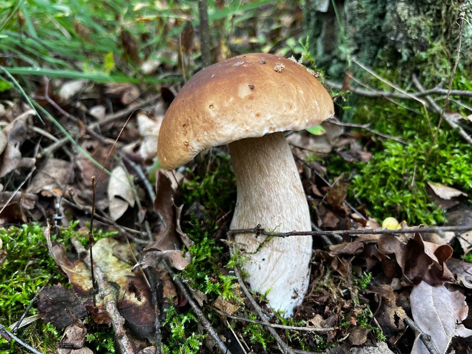 Grzyby suszone Prawdziwek, Podgrzybek, Koźlarz 1kg