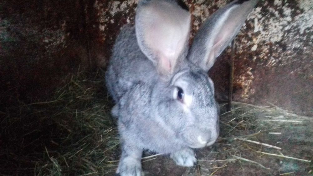 Кролі Шиншила євро