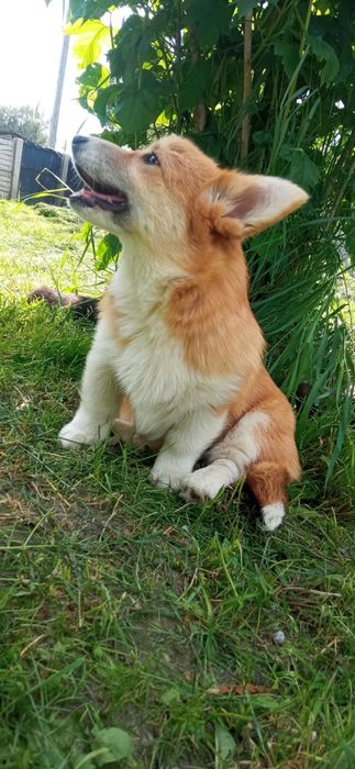 Коргі вельш цуценя