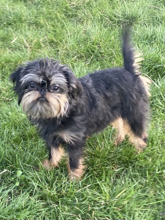 Бельгійський гриффон