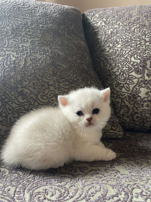 Зеленоглазый серебристый приглашает