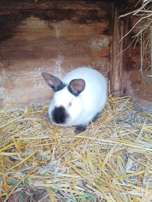 Samiec kalifornijski