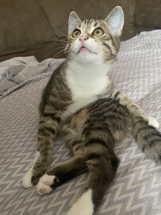 Молодой котик,11 месяцев